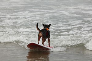 Instructor de surf pentru caini